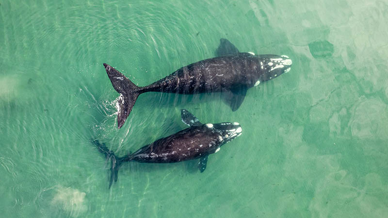 życie morskie - wieloryby