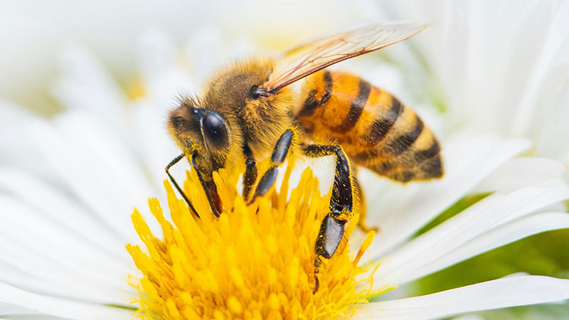 Pszczoła na kwiatku - bioróżnorodność