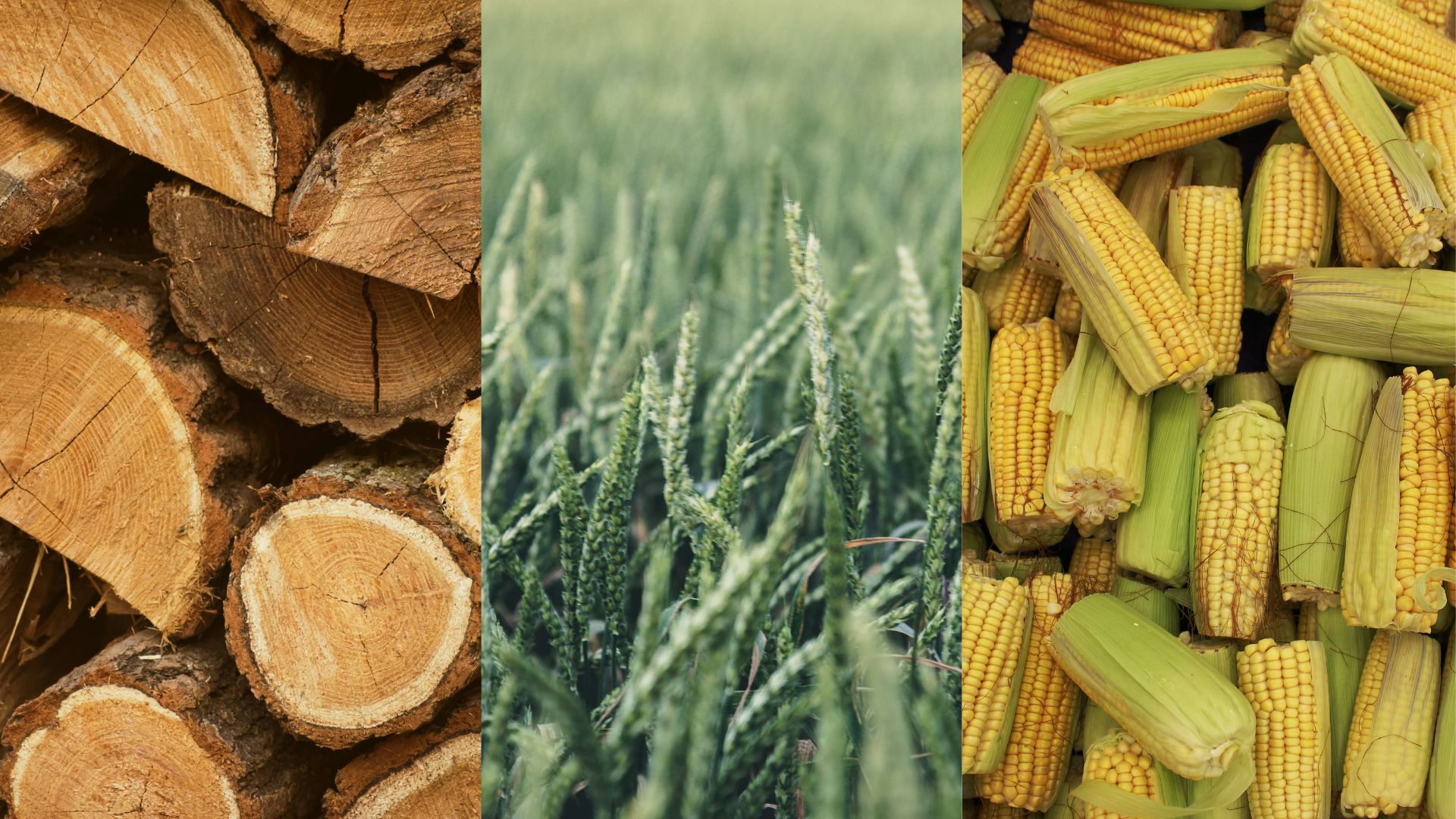 biomasa - strona tytułowa